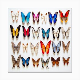 Butterfly Collection,Beautiful butterfly collection Canvas Print