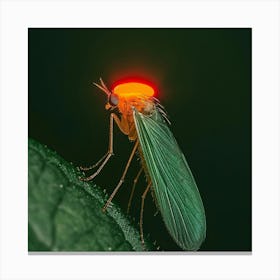 Mosquito Fly With A Flash Halo Canvas Print