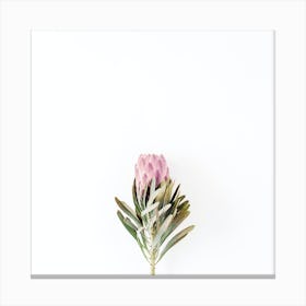 Pink Protea Flower Canvas Print
