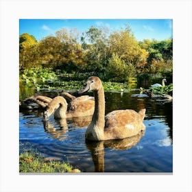 Swans In The Pond Canvas Print