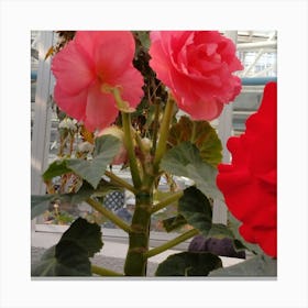 Red Geranium Canvas Print