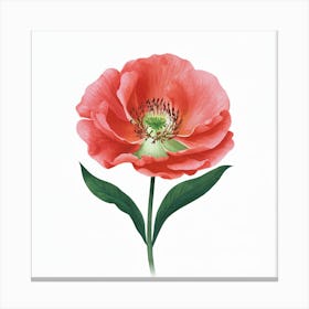 Red Poppy Canvas Print