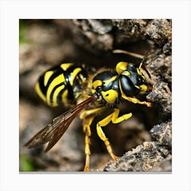 Black And Yellow Wasp Canvas Print