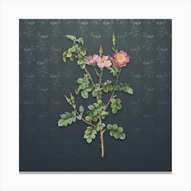 Vintage Prickly Sweetbriar Rose Botanical on Slate Gray Pattern Canvas Print