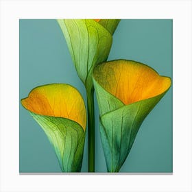 Calla Lily Canvas Print