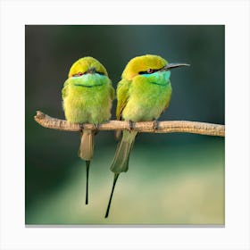 Bee Eaters Canvas Print