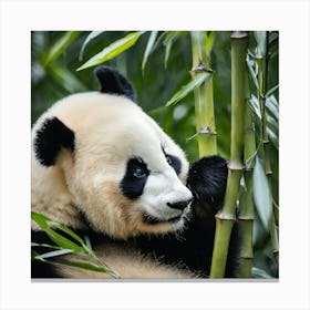 Panda Bear 2 Canvas Print