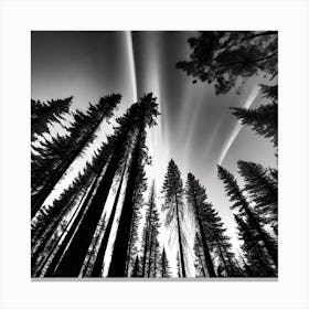 Yosemite Forest Canvas Print