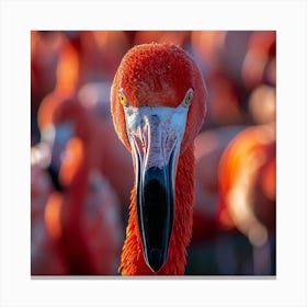 Flamingo 70 Canvas Print