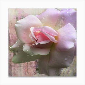 Pink Rose With Water Droplets Canvas Print
