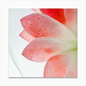 Water Droplets On A Flower 1 Canvas Print