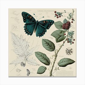 Butterflies Butterfly Botanical Nature Sketch Junk Journal Field Notes Paper Vintage Ephemera Canvas Print