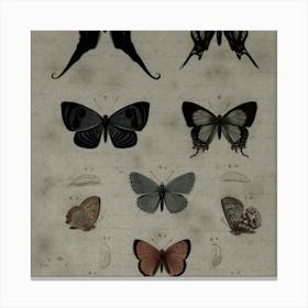 Butterflies Of The World Canvas Print