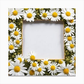 Frame Of Daisies 1 Canvas Print