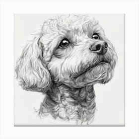 Poodle 1 Canvas Print