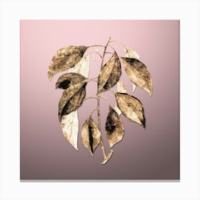 Gold Botanical Camphor Tree on Rose Quartz n.2649 Canvas Print