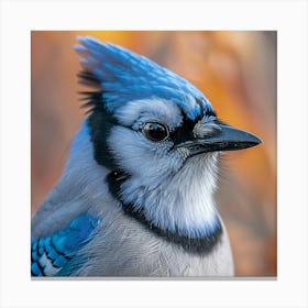 Blue Jay Canvas Print