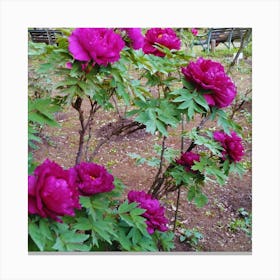 Peonies In The Garden 4 Canvas Print