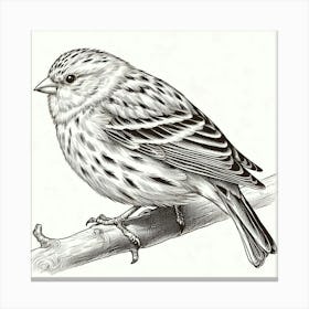 Line Art canary 1 Canvas Print