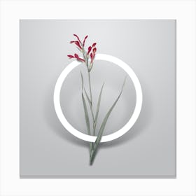 Vintage Gladiolus Cunonius Minimalist Botanical Geometric Circle on Soft Gray n.0015 Canvas Print
