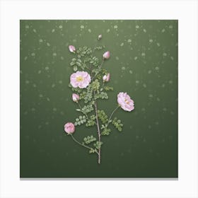 Vintage Pink Scotch Briar Rose Botanical on Lunar Green Pattern n.2502 Canvas Print