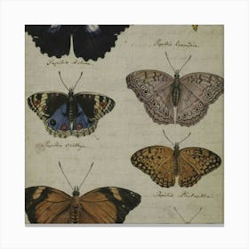 Collection Of Butterflies 1 Canvas Print