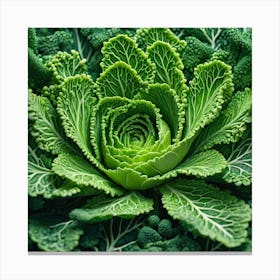 Close Up Of A Cabbage 1 Canvas Print