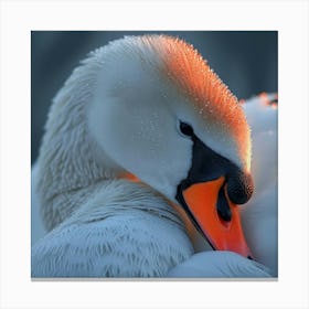 Beautiful Swan 8 Canvas Print