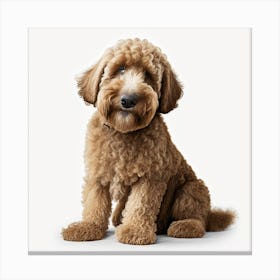 Poodle 1 Canvas Print