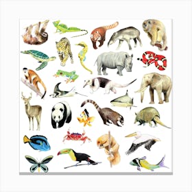 Animals Square Canvas Print