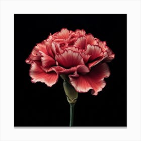 Carnation Canvas Print