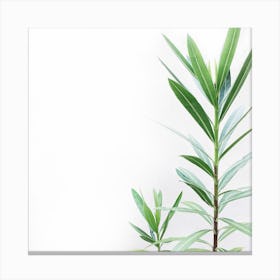 Green Plant Isolated On White Background Canvas Print