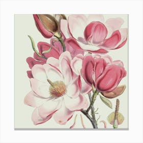 Magnolia Canvas Print