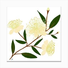 Eucalyptus Canvas Print