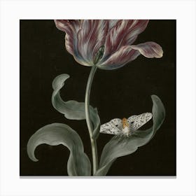 Tulip With A Moth Canvas Print