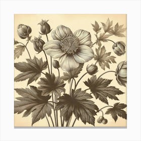 Anemones Canvas Print