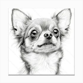 Chihuahua 1 Canvas Print