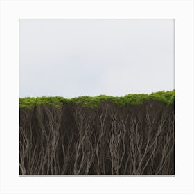 Serious Hedge Canvas Print
