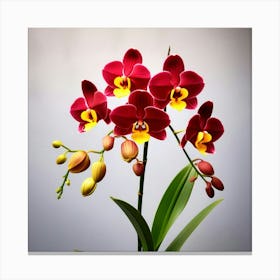 Tiger orchid flower Canvas Print