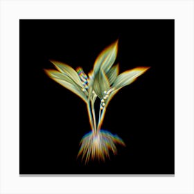 Prism Shift Lily of the Valley Botanical Illustration on Black n.0241 Canvas Print