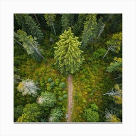 Fresh Springtime View Of A Tall Spruce Pine Tree Located In A Breathtakingly Scenic Rural Park In S 2 1 Toile