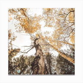 Looking Up In Forest Square Canvas Print