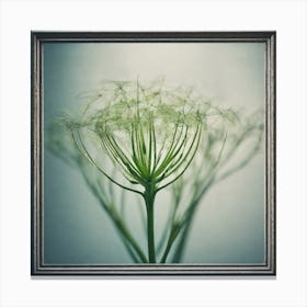 Dandelion Canvas Print