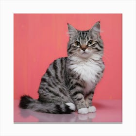 Coon Cat 1 Canvas Print