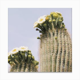White Saguaro Flowers Canvas Print