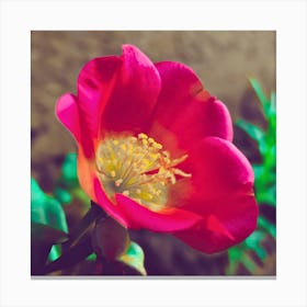 Red Rose Canvas Print