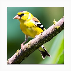 Goldfinch 15 Canvas Print