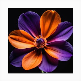 Purple Dahlia Flower 3 Canvas Print