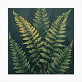 Ferns 14 Canvas Print