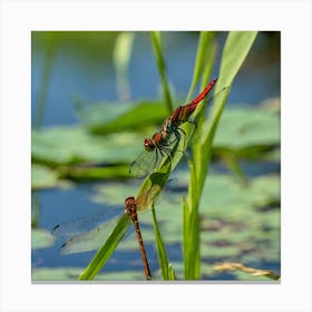 Dragonflies Canvas Print